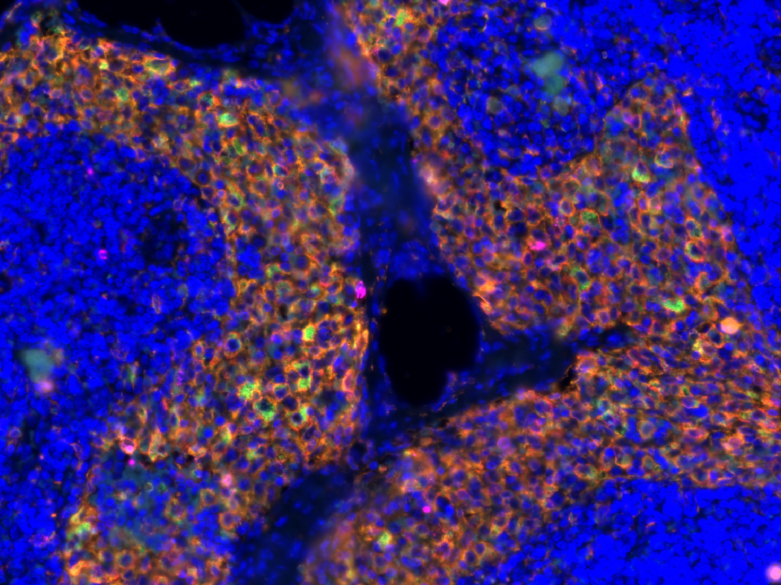 4C staining macrophages